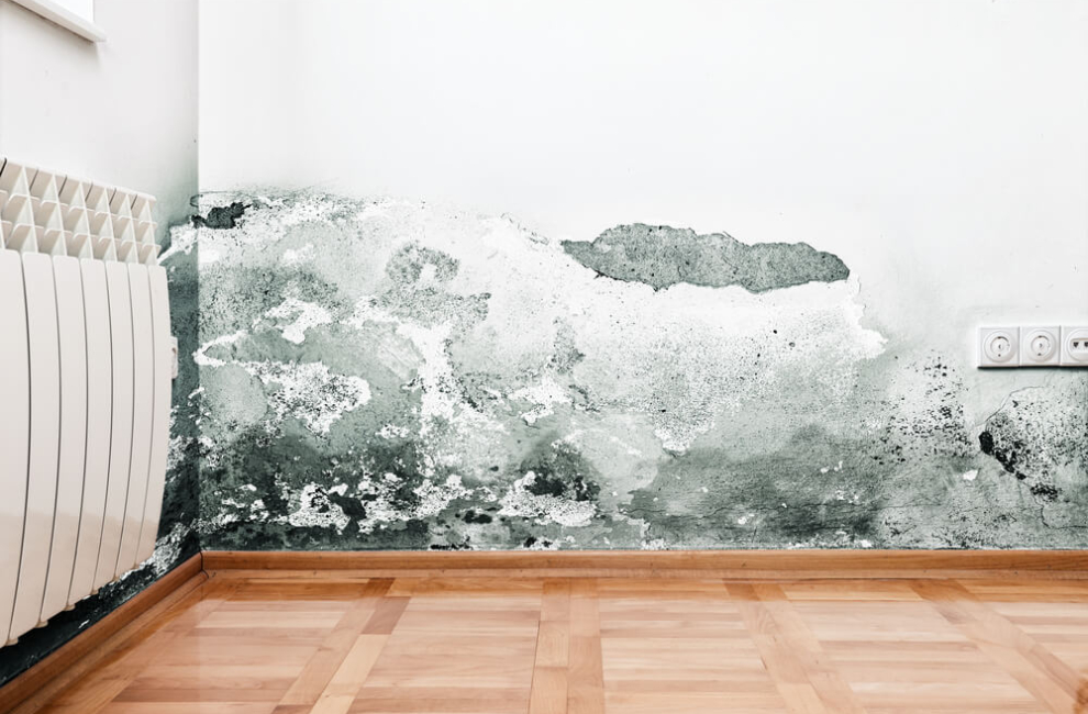 Zelena plesen na steni dnevne sobe.